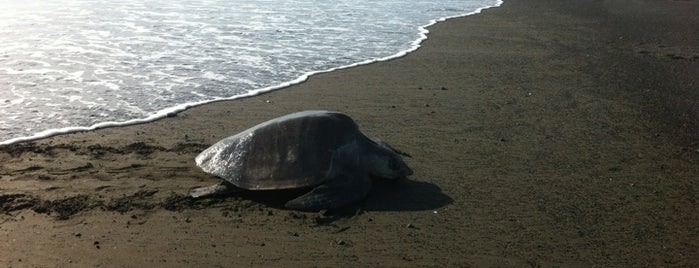 Playa Ostional is one of barbeeさんのお気に入りスポット.