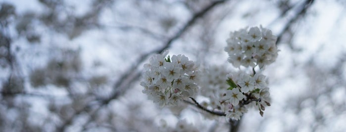 清水ヶ丘公園 is one of 神奈川ココに行く！ Vol.11.