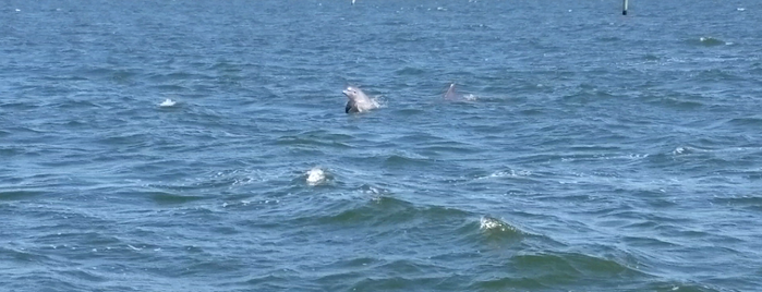 Nags Head Dolphin Watch is one of The Outer Banks Tours.