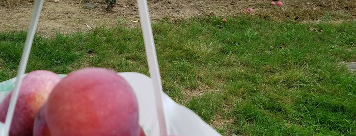 Harmony Farm is one of Best Places for Apple Picking near Boston.