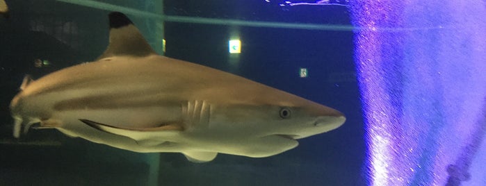 新屋島水族館 is one of 日本の水族館 Aquariums in Japan.