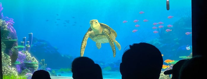 Turtle Talk with Crush is one of Anaheim the theme park's.