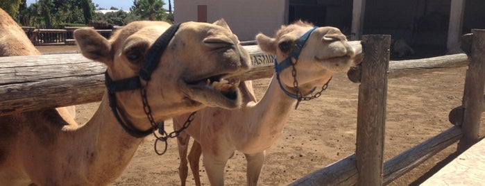Camel Park is one of Кипр.