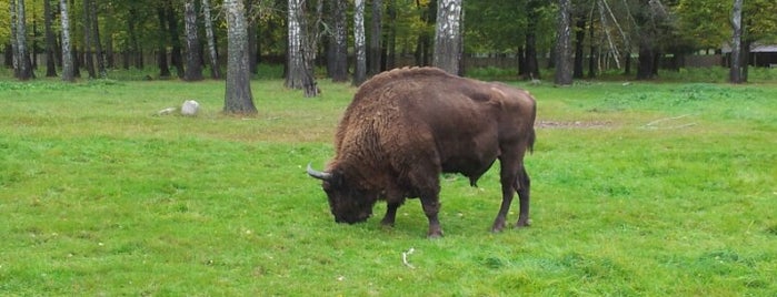 Belovezhskaya Pushcha | Białowieża Forest is one of UNESCO World Heritage Sites.