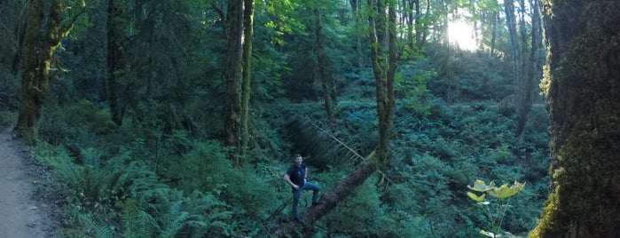 Forest Park - Wildwood Trailhead is one of Posti che sono piaciuti a Colin.