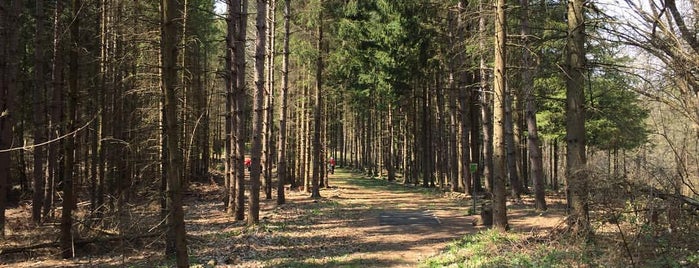 Christie Lake Disc Golf Course is one of TORONTO IN FOCUS.