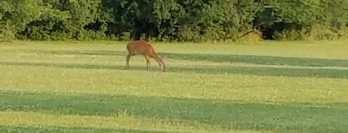 Kickapoo Woods Forest Preserve is one of Hiking in Northeast Illinois.