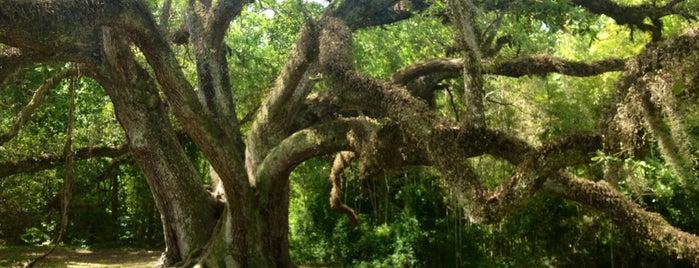 Avery Island is one of Matthieu'nun Beğendiği Mekanlar.