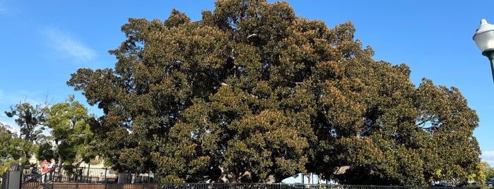 Moreton Bay Fig Tree is one of Famous Trees.