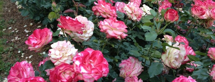 Raleigh Rose Garden is one of สถานที่ที่บันทึกไว้ของ Olesya.