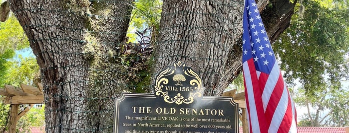 The Old Senator Tree is one of My New Hometown.