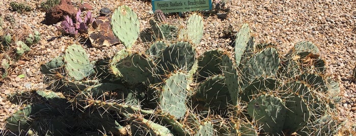 Chaparral Cactus and Succulents is one of Great Places.