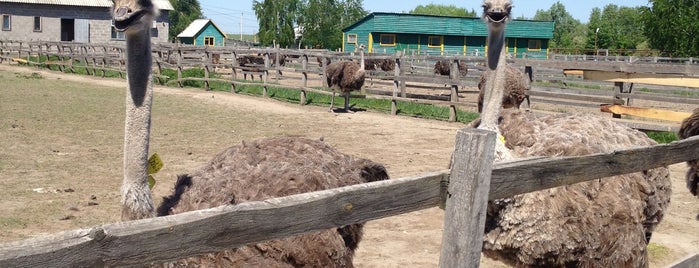 Долина страусів is one of Рiдна.