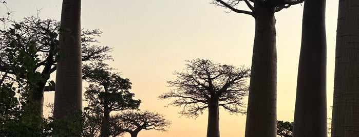 Allée des Baobabs | Avenue of the Baobabs is one of Locais salvos de Fabio.