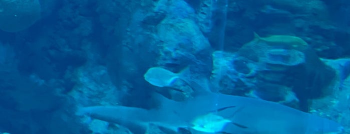 Sharks Tank @The Florida Aquarium is one of Fun Stuff.