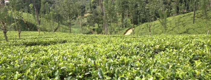 Glenloch Tea Factory is one of Sri Lanka.