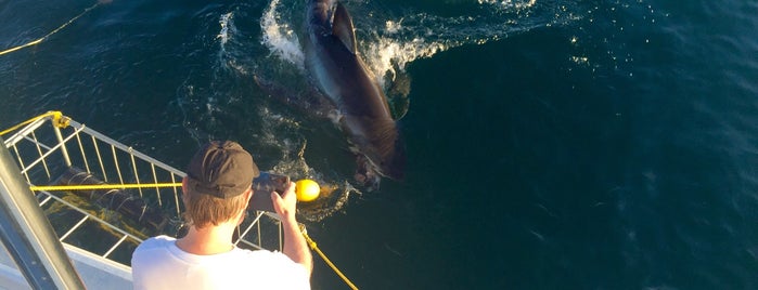 Apex Shark Expeditions is one of Cape Town.
