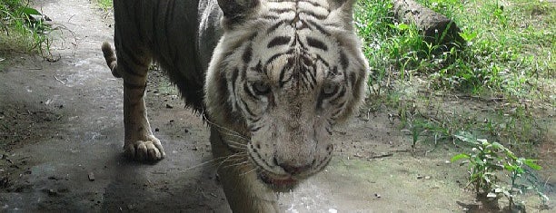Taman Safari Indonesia III is one of Indonesia 🇮🇩.