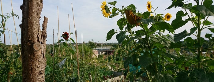 Bergholt Road Allotment is one of Lugares favoritos de James.