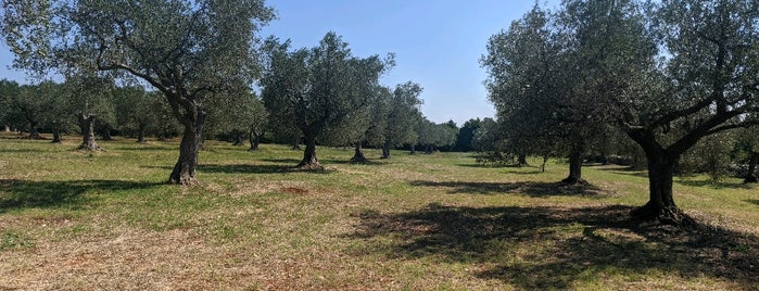 Chiavalon Olive Oil Farm is one of Croatia. Places.