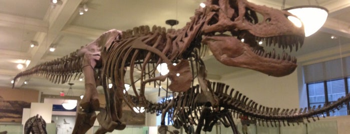 American Museum of Natural History is one of First Trip to NY.