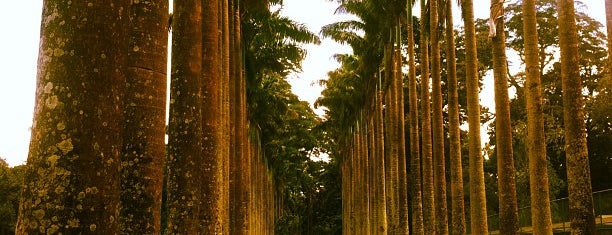 Royal Botanic Gardens is one of Best of Sri Lanka.