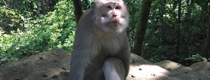 Sacred Monkey Forest Sanctuary is one of สถานที่ที่ Igor ถูกใจ.