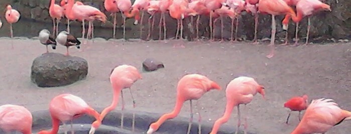 Flamingoerne I Zoo is one of ZOO.