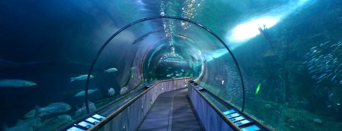 Aquarium of the Bay is one of Exploring San Francisco.