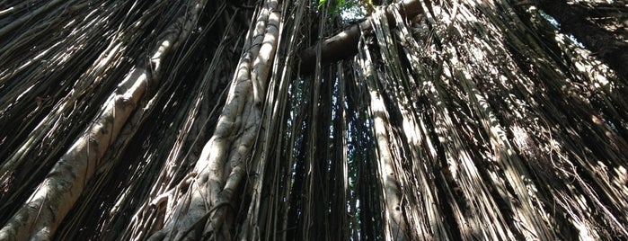 Banyan Tree is one of Goa.