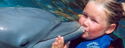 Dolphin Discovery is one of ¿Qué hacer con tus hijos en Los Cabos?.
