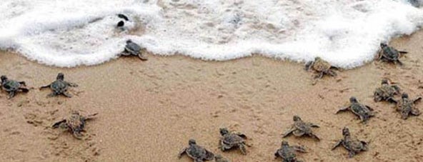 Esperanza Resort is one of Sea Turtle Protection Network.