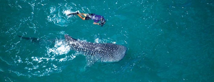Cabo Expeditions is one of Great family fun spots for a Los Cabos vacation..