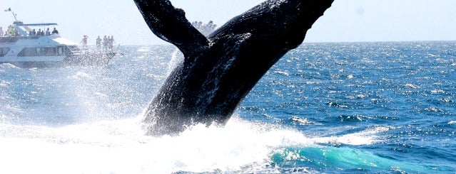 Ami Los Cabos is one of 10 ways to explore Cabo with eco tours..