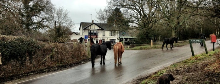 New forest