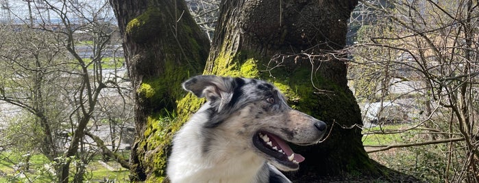 Kinnear Park Off-leash Area is one of Seattle Dog Parks.