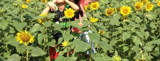 Khao Jeen Lae Sunflower Feild is one of Lopburi.