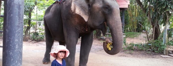 Pattaya Elephant Village is one of Thailand.