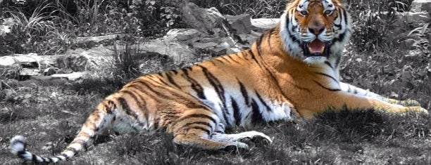 Tiger Exhibit is one of Must-visit spots at the Buffalo Zoo.