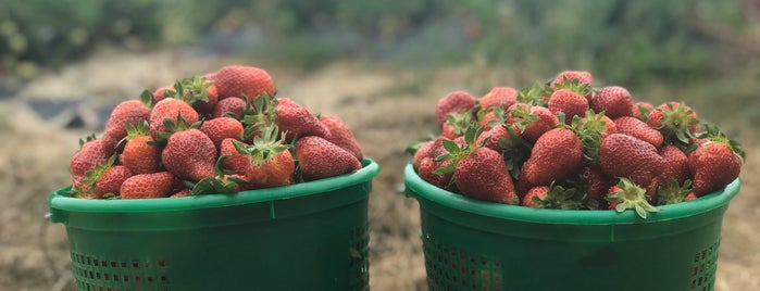 Hunt's Strawberries is one of MasterMilton4.