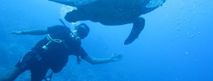 Umbi Diving Village is one of Egipto.