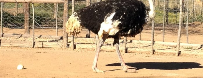 Safari Ostrich Show Farm is one of South Africa - Garden Route 2014.