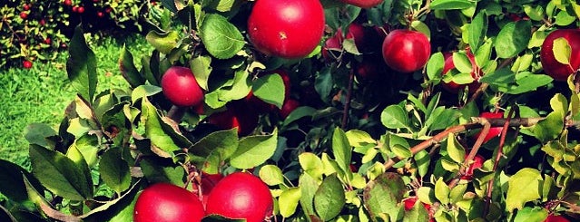 Barton Orchards is one of Pick Your Own NYC.