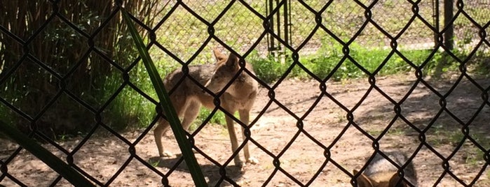 Jacksonville Zoo - Red Wolf Habitat is one of Locais curtidos por Tyra.