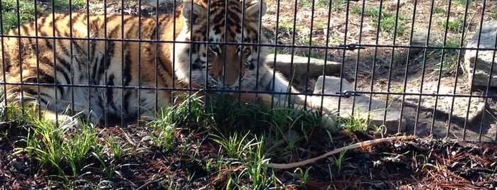 Tiger Exhibit is one of Tammy'ın Beğendiği Mekanlar.