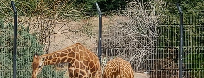 Al Ain Zoo & Aquarium is one of abu dhabi.