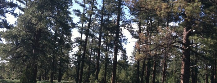 Navajo National Forest is one of The Great Western Migration.