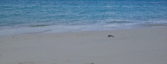 Dolphins Cay is one of Locais salvos de David.