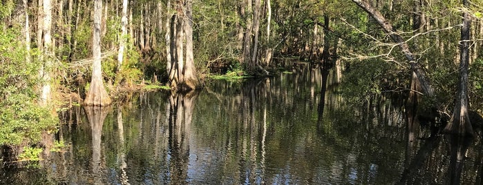 Highlands Hammock State Park is one of potential photo spots.