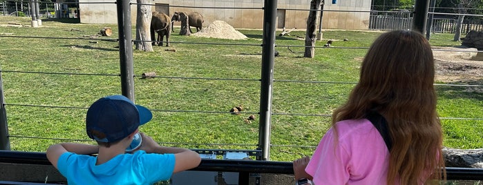 African Elephant is one of The 15 Best Zoos in Milwaukee.